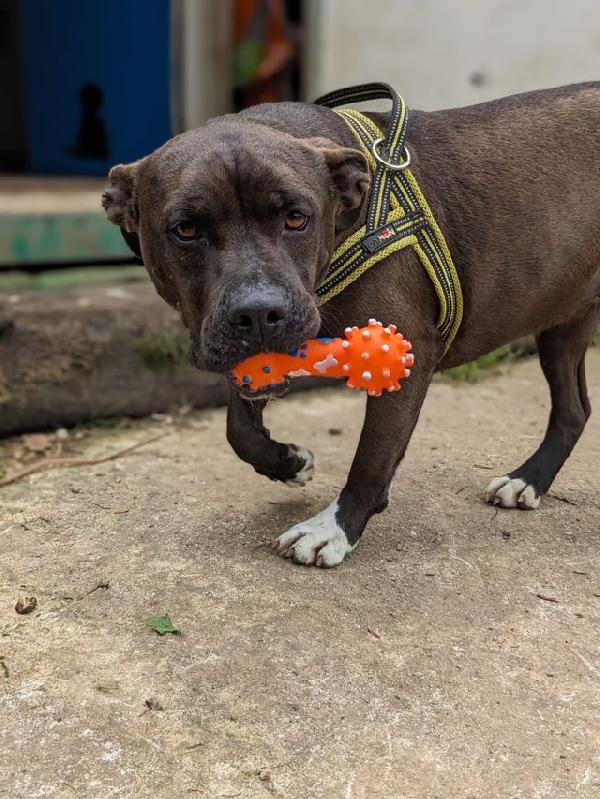 Mila, simil Pitbull 5 anni – taglia media, dolcissima Foto 5